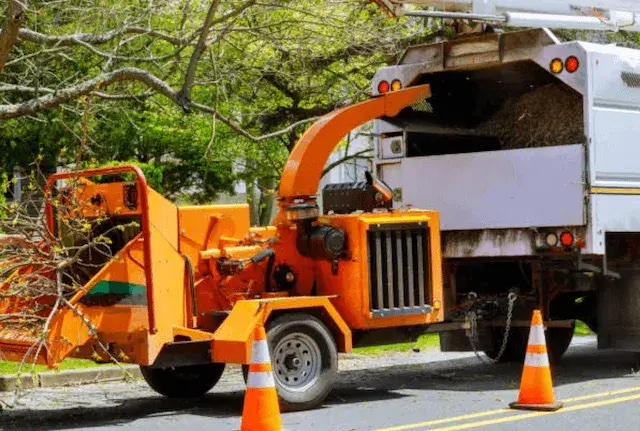 tree removal Chester ny