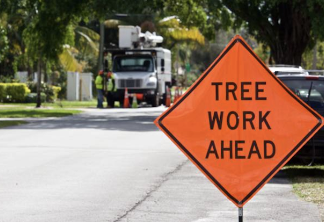 emergency tree removal orange