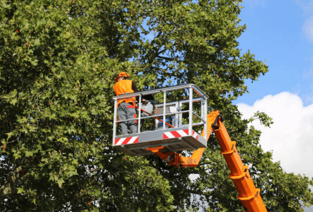 tree trimming monroe