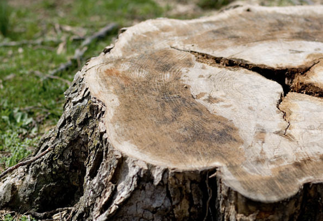 stump grinding Chester ny