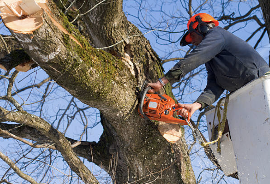 tree trimming Chester ny